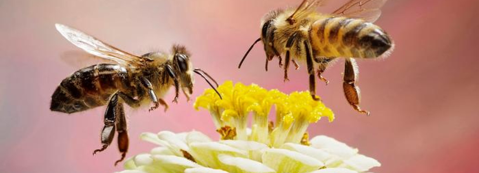 ApiaryAmbato Cover Image