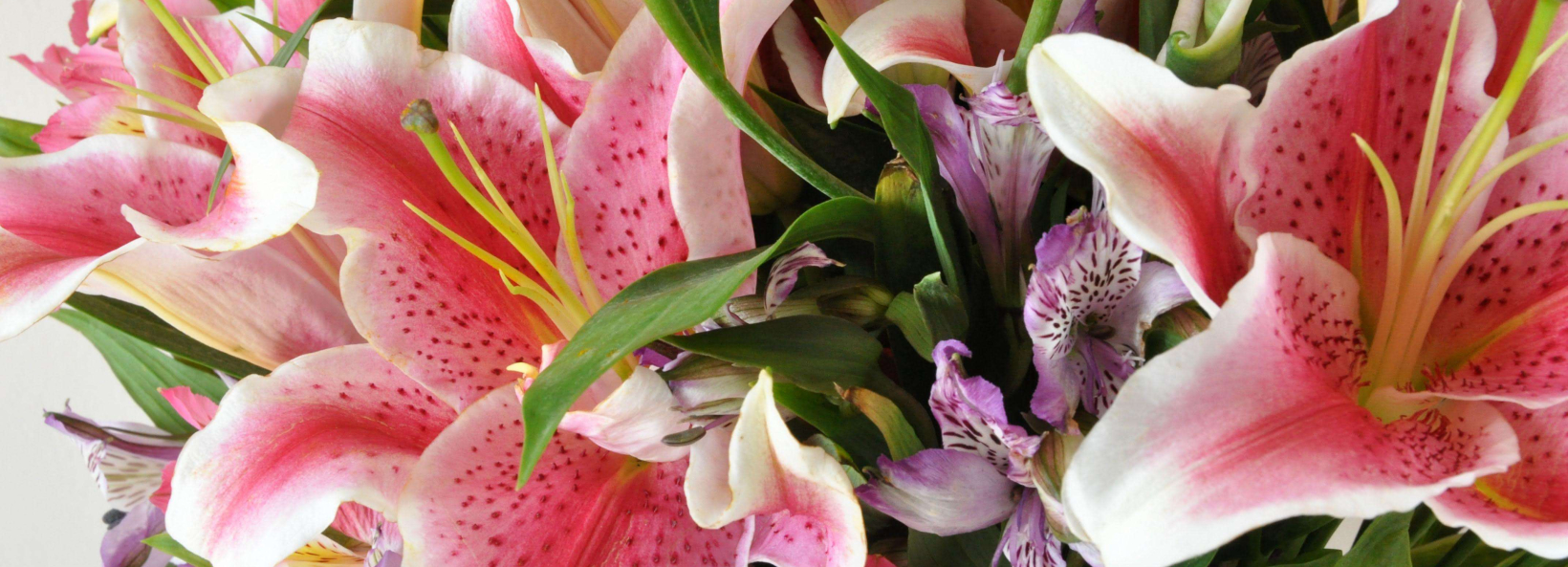 Viale Florist Inc cover image