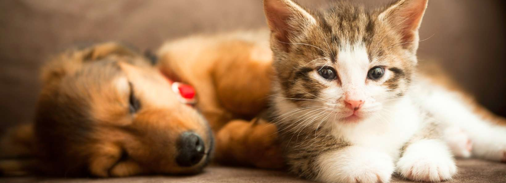 Berkshire Veterinary Hospital cover image