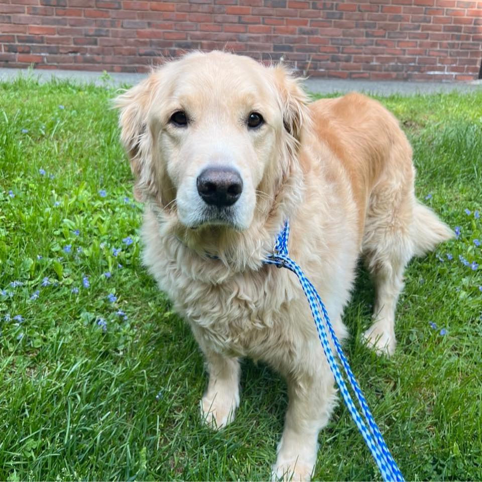 Berkshire Veterinary Hospital Profile Picture