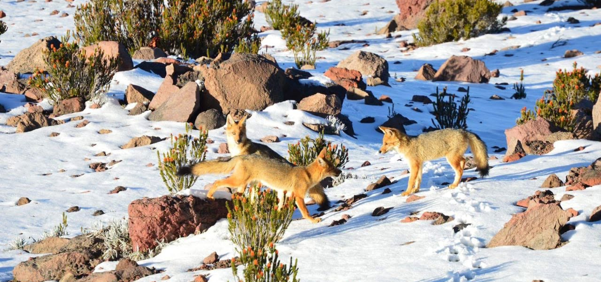 Reserva de Producción de Fauna Chimborazo